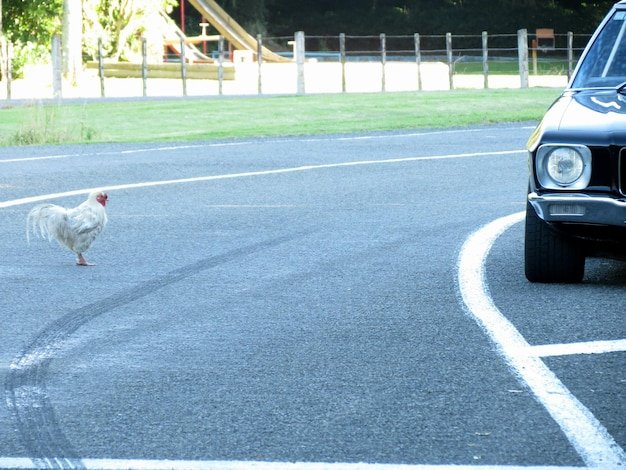 Meer Dan Onder de Hen Over Kansen in Het Online Casino Nederland, chicken road online